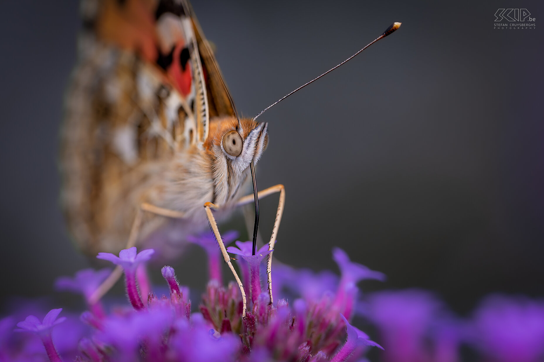 Vlinders - Distelvlinder De distelvlinder (Vanessa cardui) is ook een prachtige vlinder die ik een paar weken lang dagelijks in onze tuin kon terugvinden de voorbije zomer. Ik kon er een paar prachtige close-ups van maken. Stefan Cruysberghs